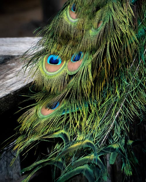 Free Close-Up Shot of Colorful Peacock Feathers Stock Photo