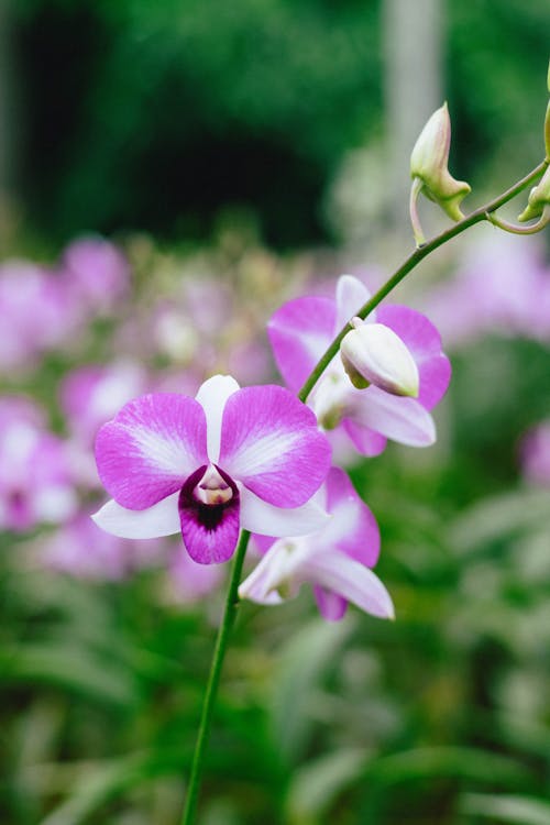 Immagine gratuita di avvicinamento, boccioli di fiori, fiori viola