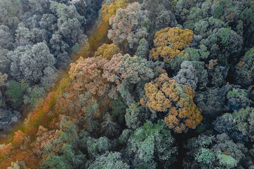 Picturesque lush trees growing in forest