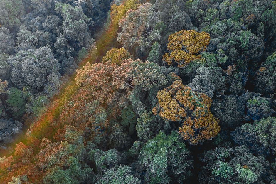 Ultimate Helicopter Scenic Flight over Victoria Falls 12-13 Minutes Flight Review Review 2026 - Spectacular aerial view lush green and yellow trees growing in wild valley on autumn day