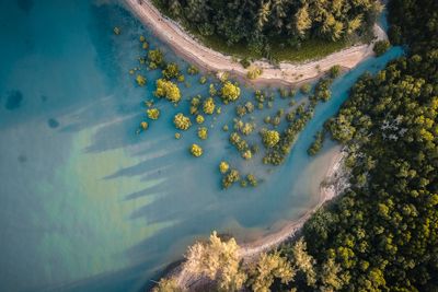 Mangrove Ecosystems Revealed as Powerful Carbon Sinks, Storing Five Times More CO2