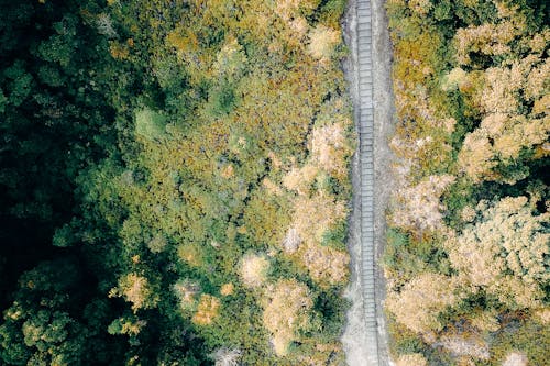 Magnificent drone view of railroad going amidst lush forest with green and yellow trees on sunny day