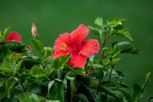 A Red Hibiscus Flower in Close-up Shot