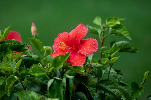 A Red Hibiscus Flower in Close-up Shot