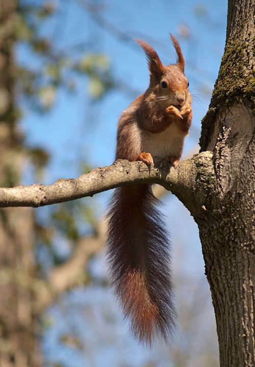 A Red Squirrel on the Tree Branch