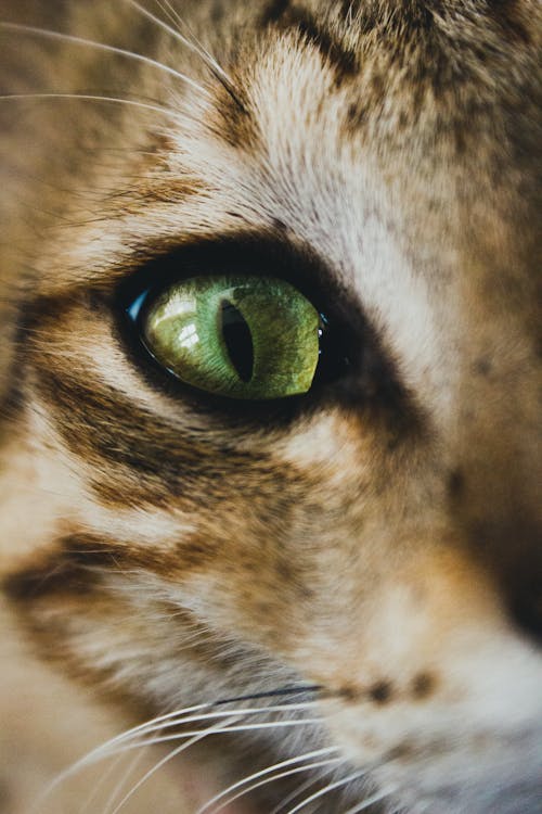 Closeup shiny green eye and whisker of cute playful tabby cat looking at camera