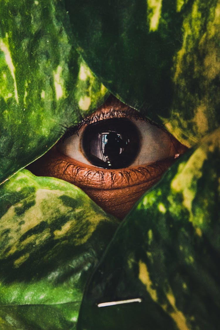 Unrecognizable Person Hiding Behind Green Leaves And Staring