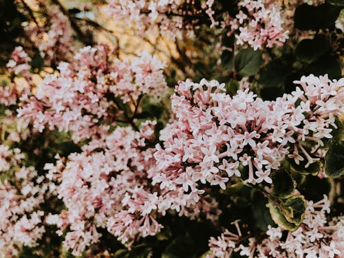 Free Pink Lilac Flowers in the Garden Stock Photo