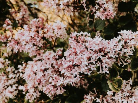 Vibrant pink lilac flowers in full bloom, capturing the essence of spring beauty.