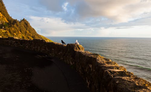 Light blue sky covered with clouds above woods on mountain and birds lounging on stone curb on shore of calm endless ocean