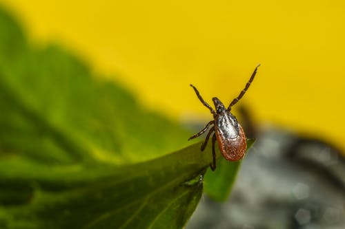 Brown Insect on Green Leaf