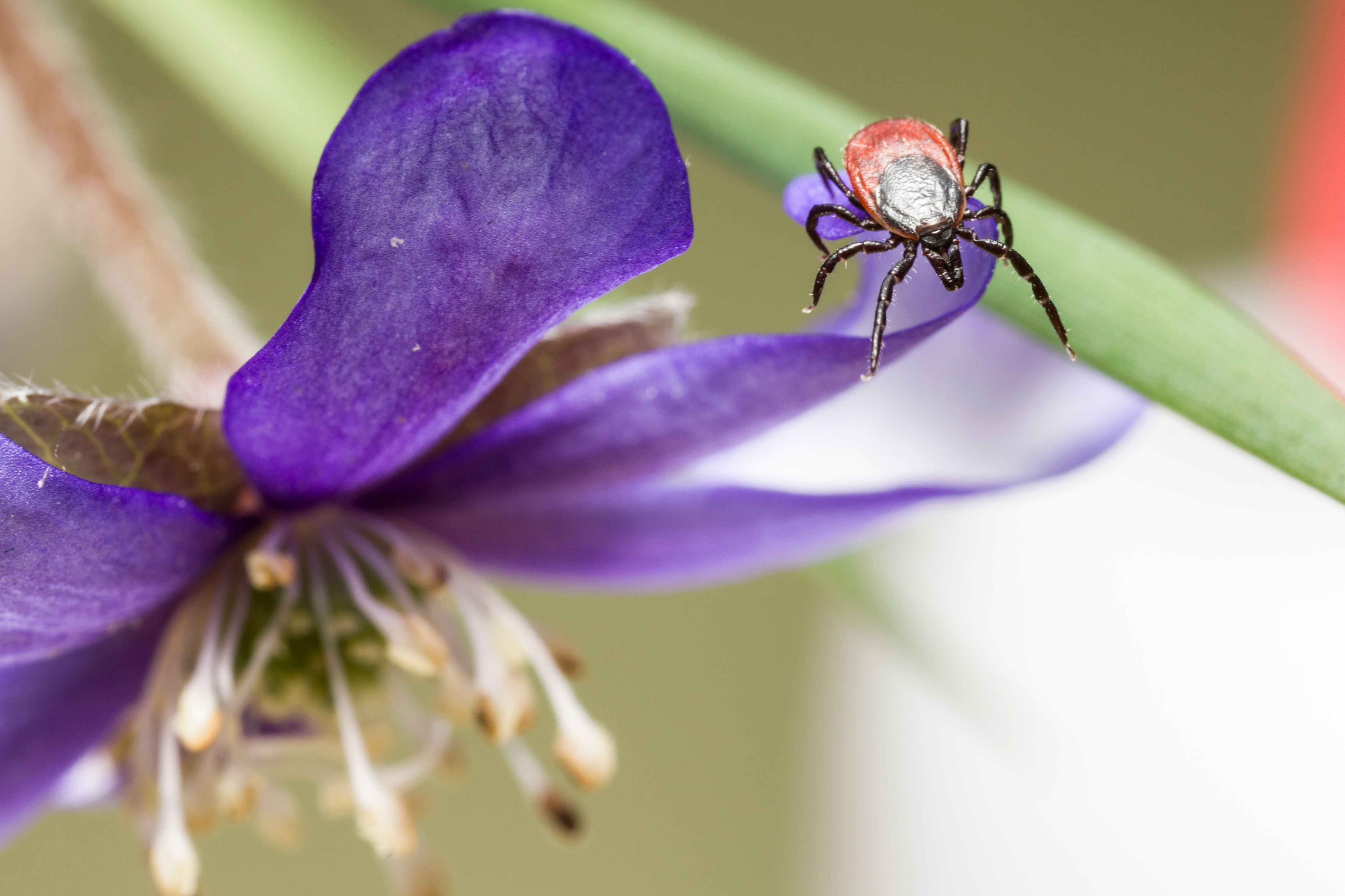 Record High Tick Numbers Reported Across Finland