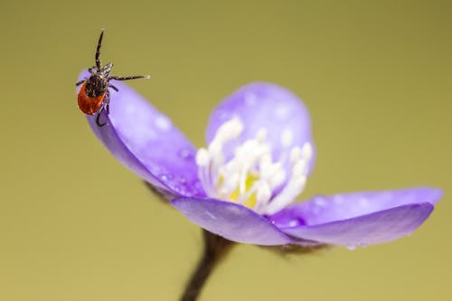 Základová fotografie zdarma na téma divočina, hmyz, klíště