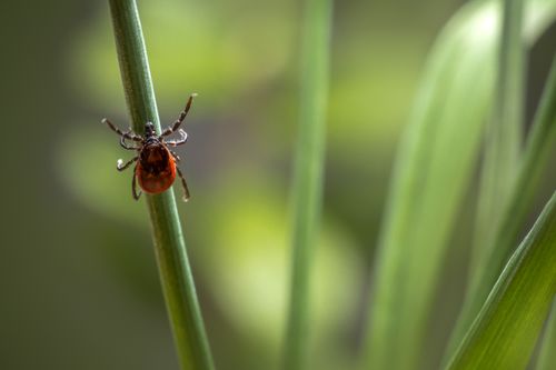 Free Detailed macro image of a tick on a leaf, highlighting its intricate details. Stock Photo