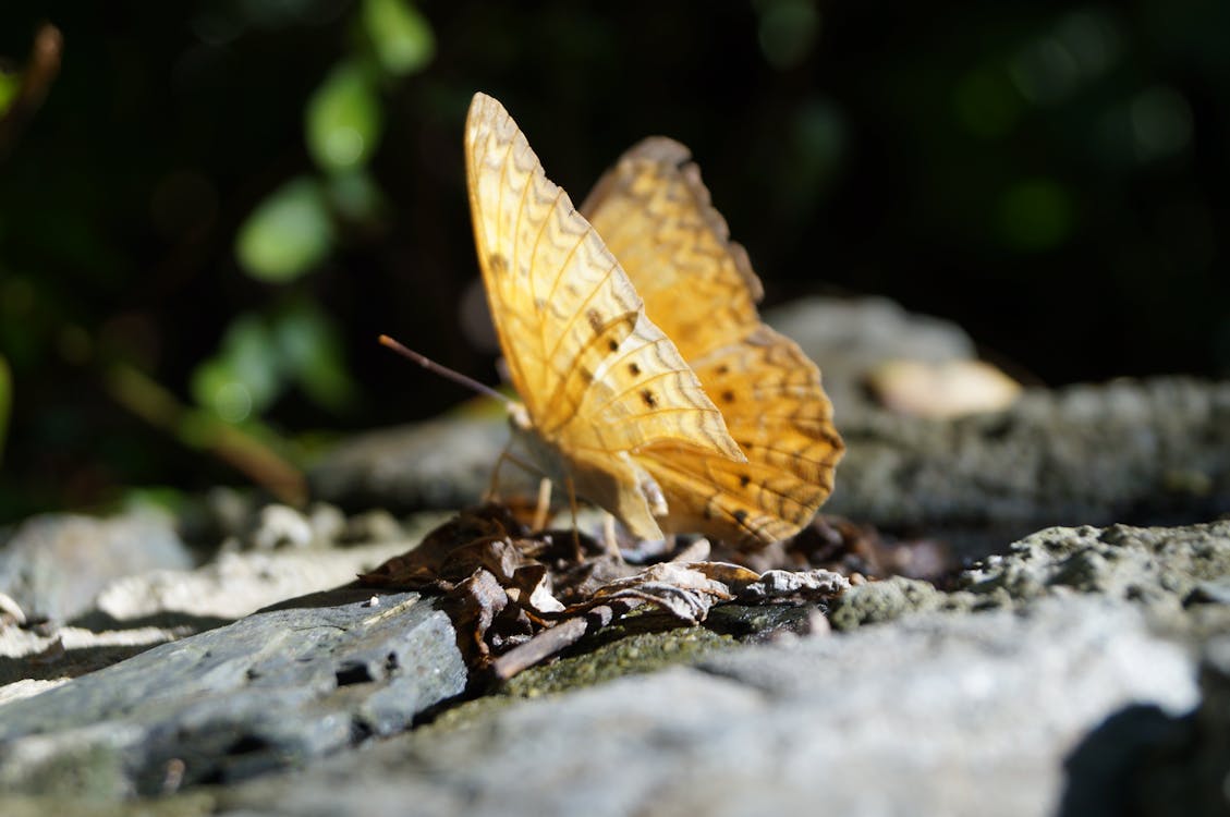 Kostenlos Flacher Fokus Fotografie Des Gelben Schmetterlings Stock-Foto