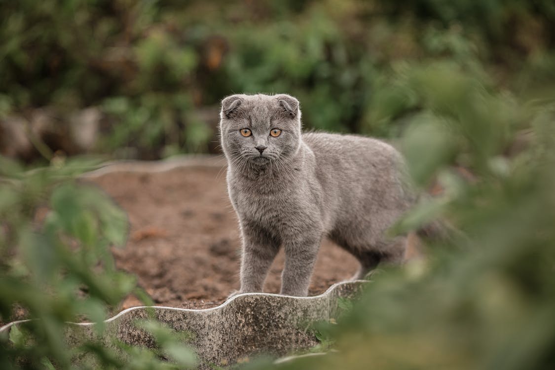 免费 小小猫站在地上 素材图片