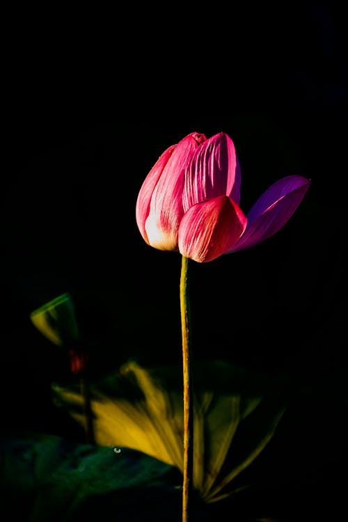 Základová fotografie zdarma na téma detail, kopírování, kytka