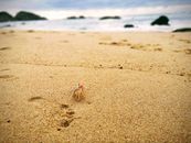 Crab on Sandy Beach