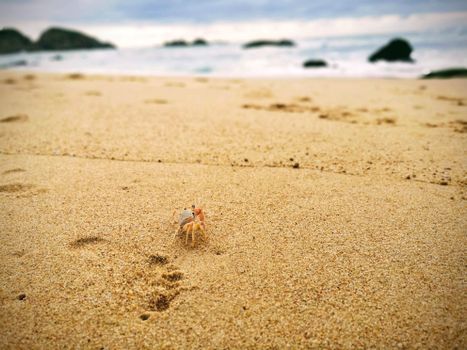 A small crab on a sandy beach with ocean waves and rocks in the background.