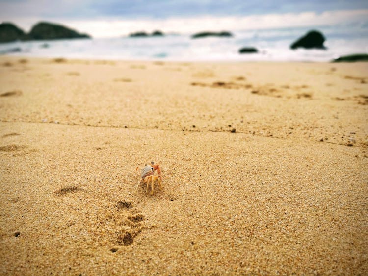 Crab On Sandy Beach