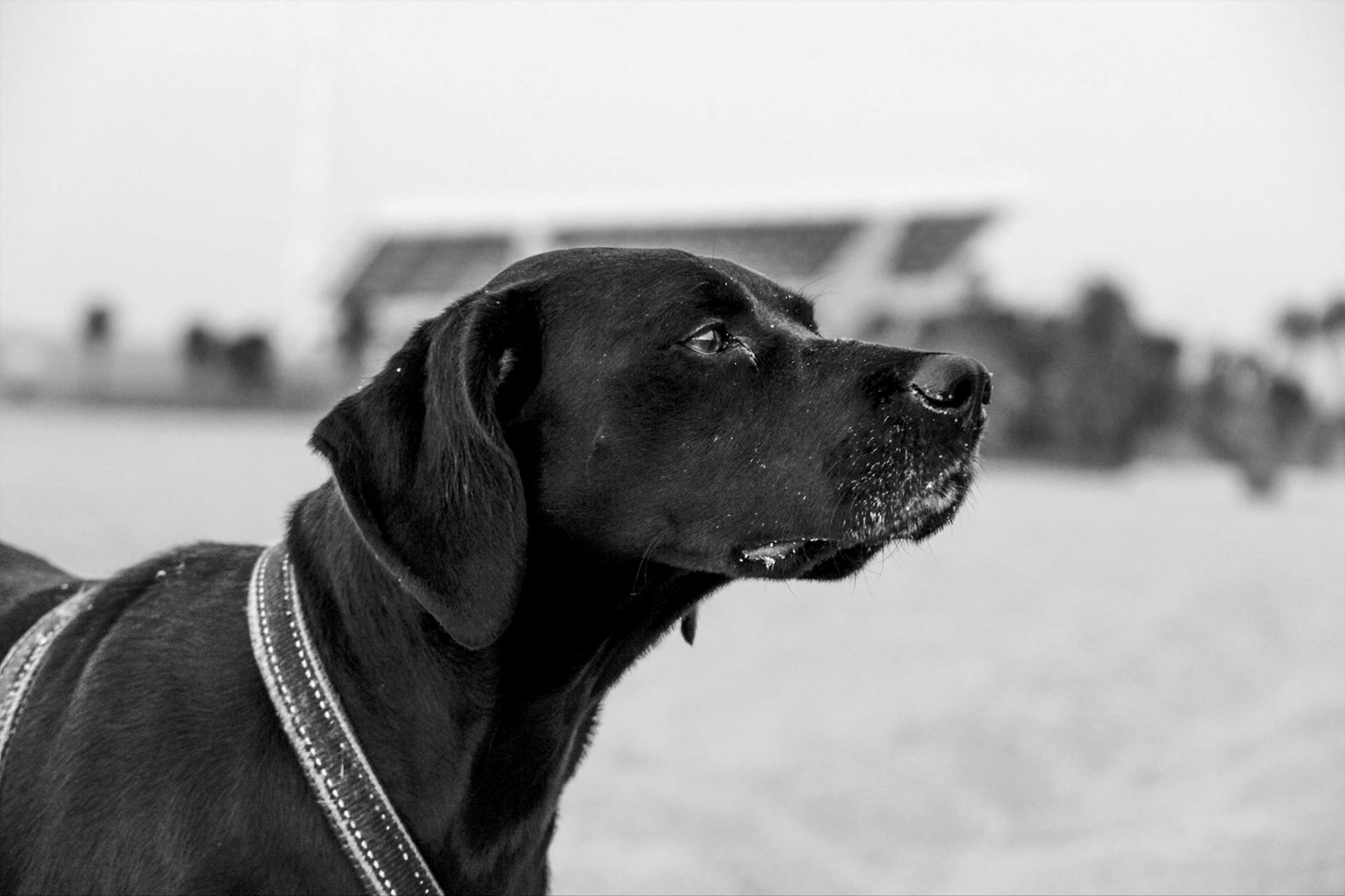 Black Labrador Retriever in Grayscale Photography