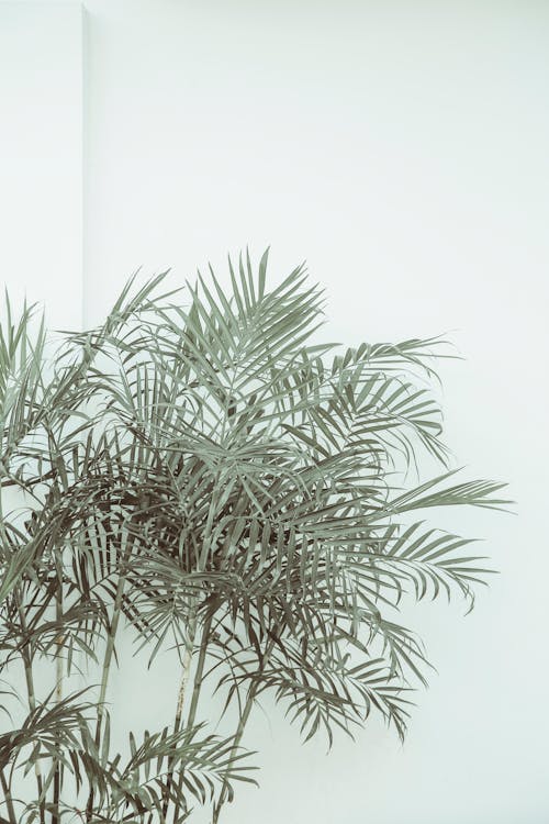 Ilmainen kuvapankkikuva tunnisteilla kasvi, kirkas, muuri