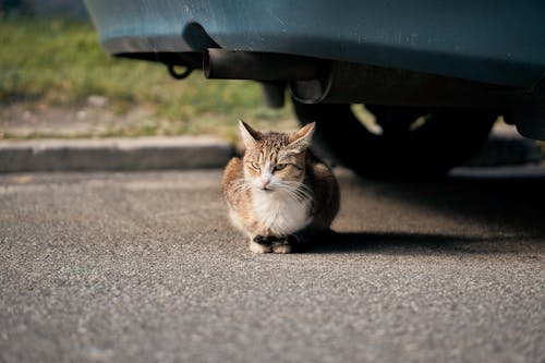 Foto d'estoc gratuïta de animal, carrer, cotxe