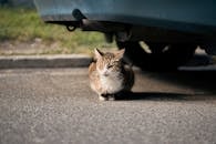 Cat Under a Car