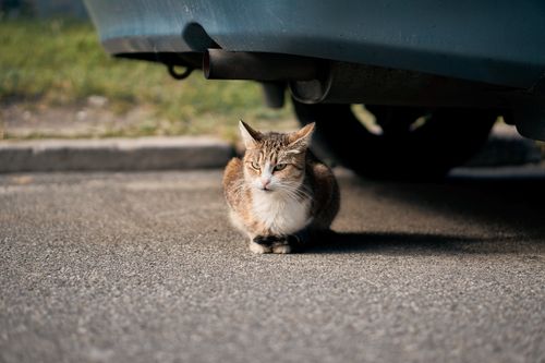 Free A domestic cat sits alertly under a parked car on a sunny day in an urban street. Stock Photo