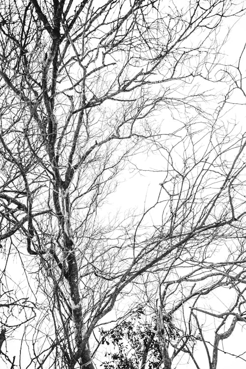 Leafless tree branches in winter forest