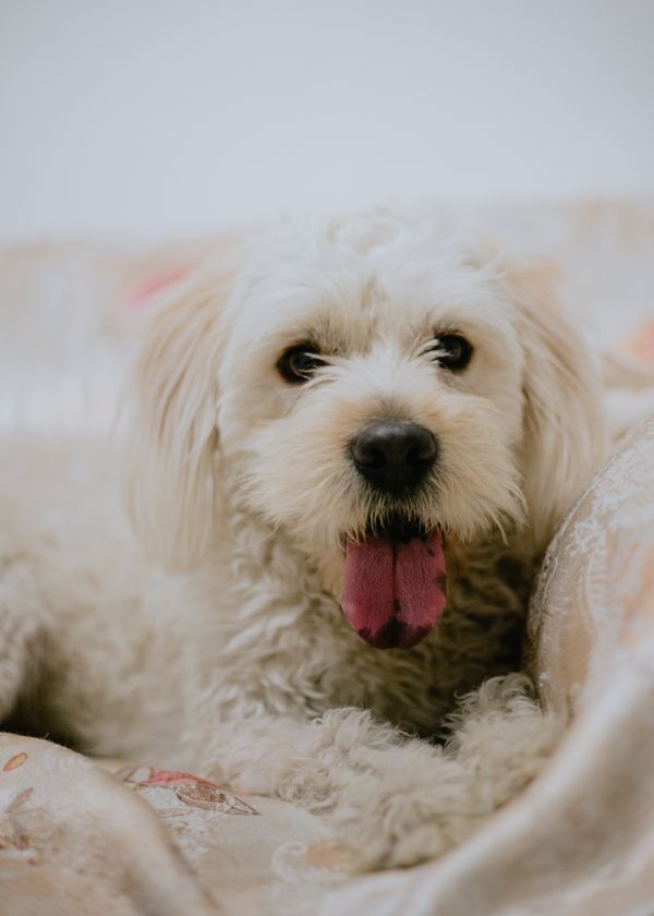 Doodle mix with teddy bear cut — rounded face, fluffy body