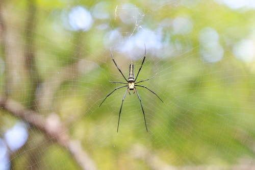 거미, 거미줄, 걸다의 무료 스톡 사진