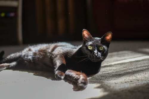 Gorgeous cat resting on sunny floor