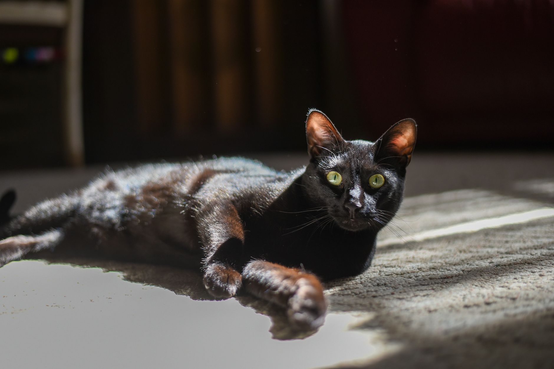 Relaxed cat with black shiny fur lying on floor in apartment in bright sunlight