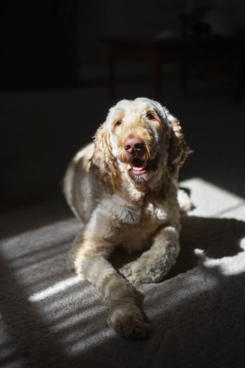 Free Big Labradoodle dog of beige color resting on home floor in sunlight looking at camera Stock Photo