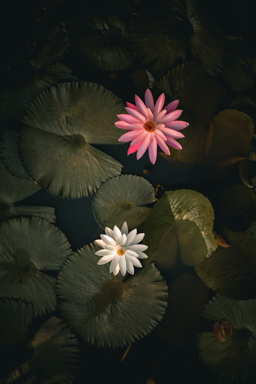 Blooming water lilies floating in water