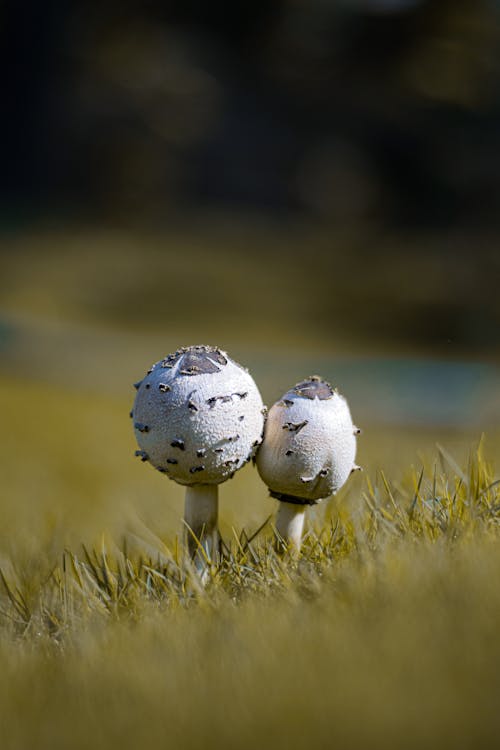 Close-up of Mushrooms