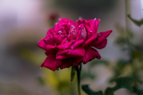 Free stock photo of flowers, garden roses, nature