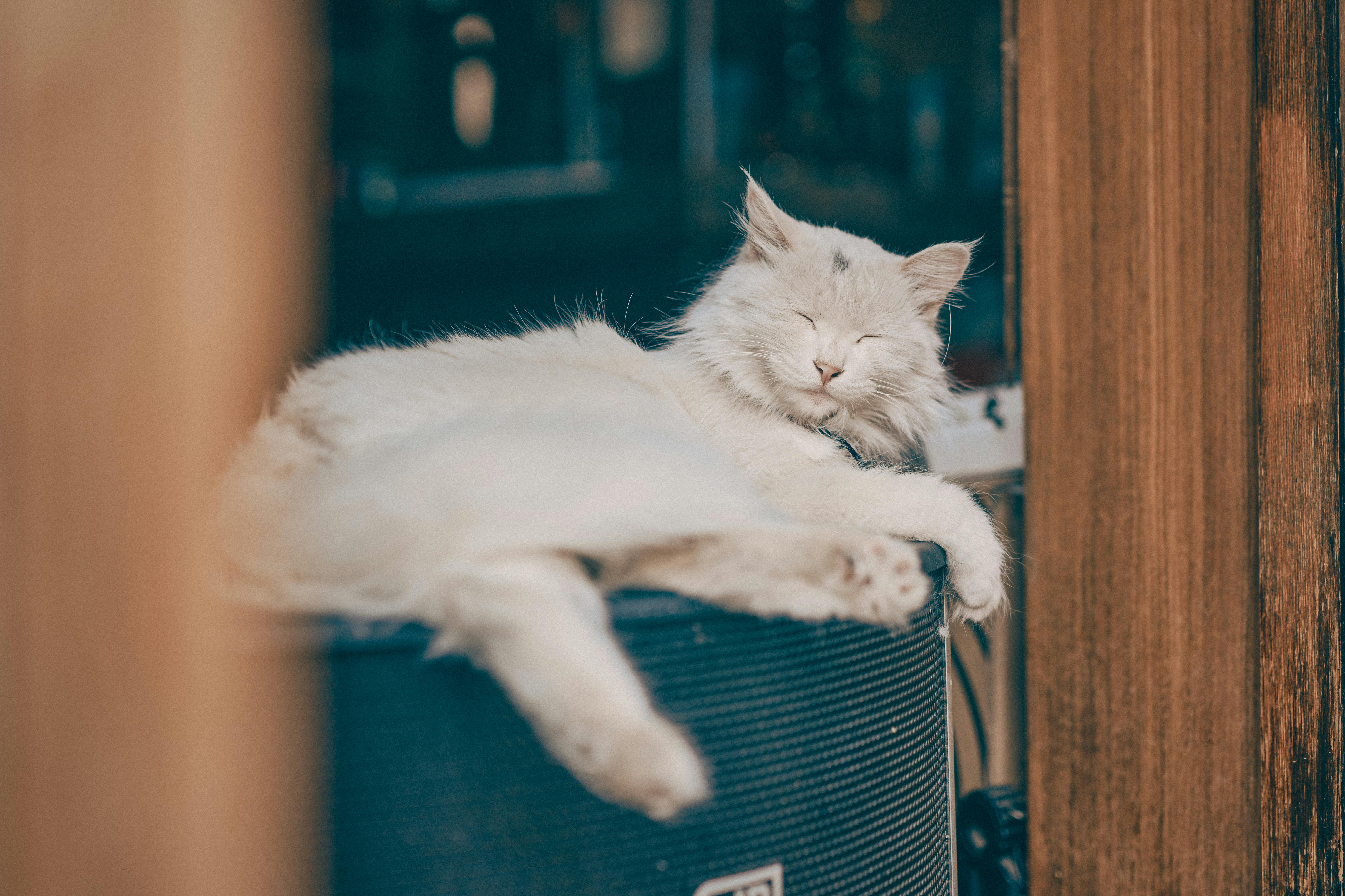 A serene white cat relaxing on a speaker, enjoying a sunny day indoors.