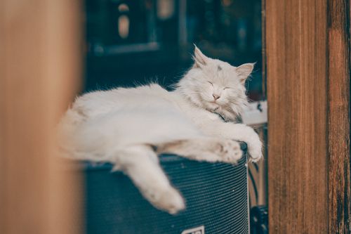 Free A serene white cat relaxing on a speaker, enjoying a sunny day indoors. Stock Photo