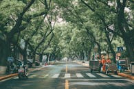 Pedestrian Lane on the Road Between Trees