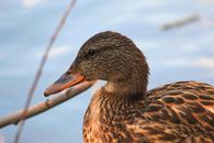 American Black  Duck on the  Water