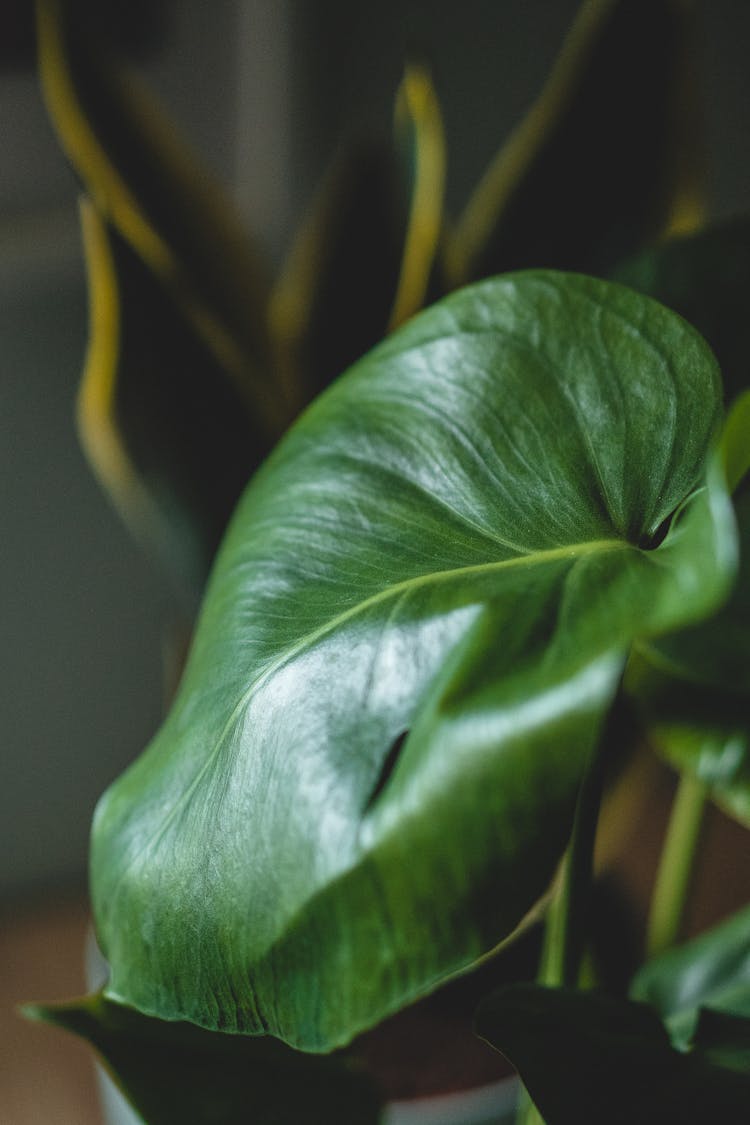 Large Green Leaf Of Philodendron