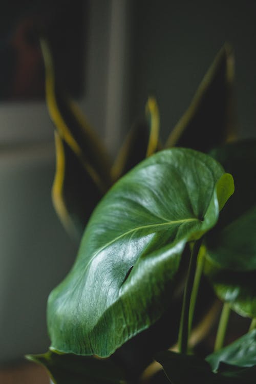 Free Bright green plant with flexible glowing leaf and veins on surface growing indoors Stock Photo