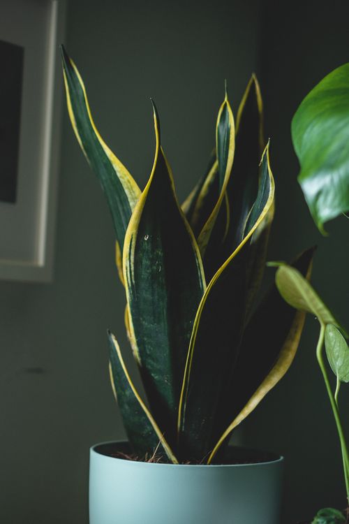 Free Plant with green spiky leaves with yellow ornament on edges growing in pot in flat Stock Photo