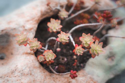 Free From above of plant with small green leaves and wavy stems growing in spotted pot in garden Stock Photo