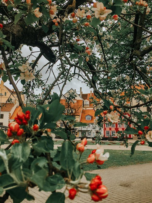 Fotos de stock gratuitas de al aire libre, árbol, edificio