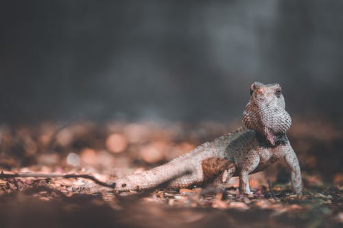 Free Gray Lizard on Ground Stock Photo
