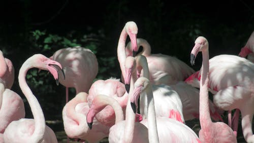 Free Pink Flamingos in Nature Stock Photo