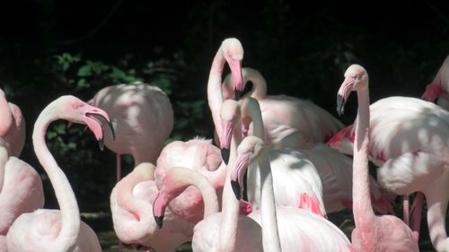 Free A vibrant group of pink flamingos in their natural habitat, showcasing wildlife beauty. Stock Photo